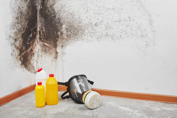 Best Certified Mold Removal  in Washington Terrace, UT