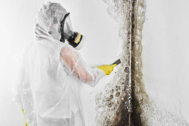 Best Mold Removal and Inspection  in Washington Terrace, UT