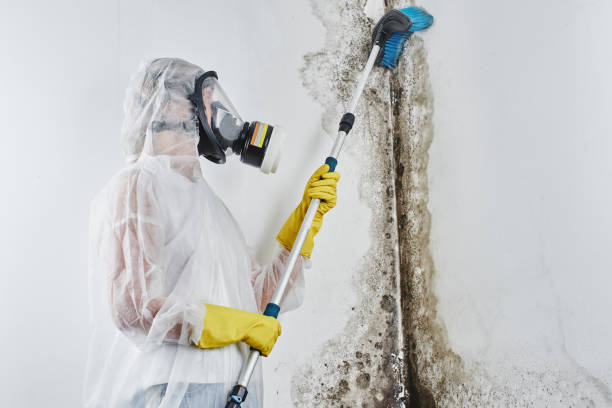 Best Residential Mold Removal  in Washington Terrace, UT