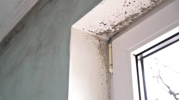 Best Same-Day Mold Removal  in Washington Terrace, UT