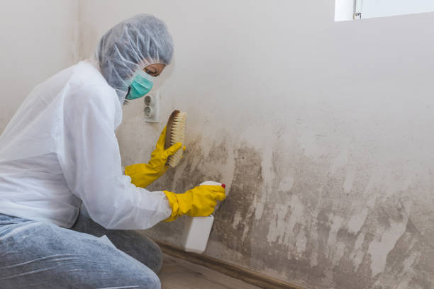 Best Toxic Mold Removal  in Washington Terrace, UT