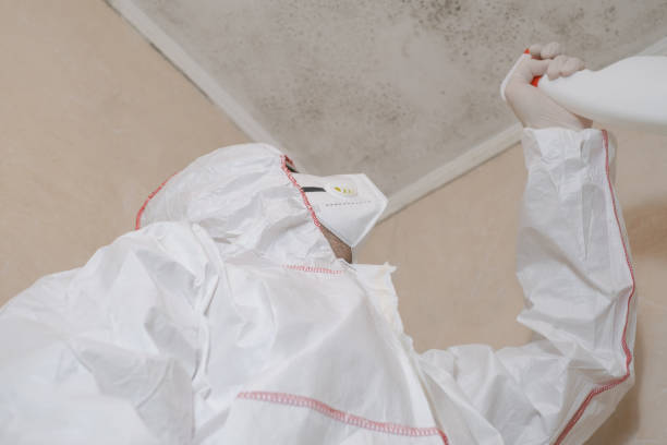 Best Emergency Mold Removal  in Washington Terrace, UT