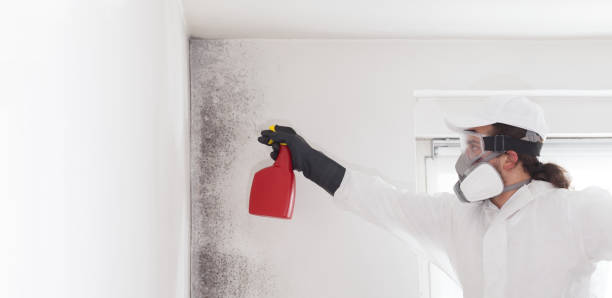 Mold Testing and Removal in Washington Terrace, UT
