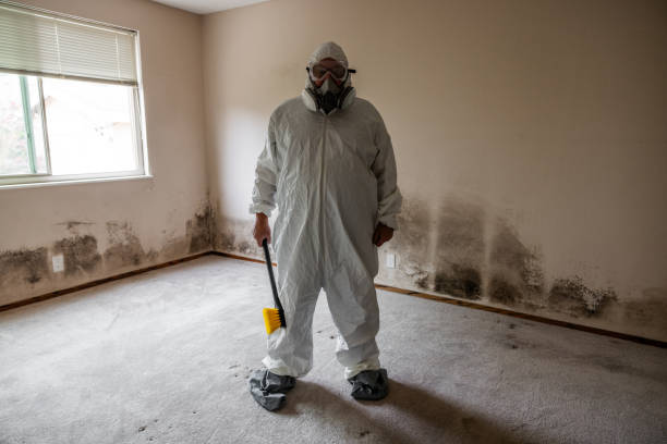 Best Mold Testing and Removal  in Washington Terrace, UT