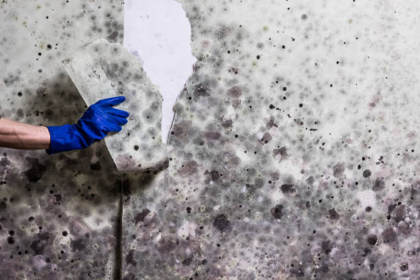 Best Mold Cleaning Services  in Washington Terrace, UT